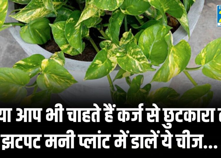 Vastu Tips : क्या आप भी चाहते हैं कर्ज से छुटकारा तो झटपट मनी प्लांट में डालें ये चीज…