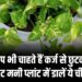 Vastu Tips : क्या आप भी चाहते हैं कर्ज से छुटकारा तो झटपट मनी प्लांट में डालें ये चीज…