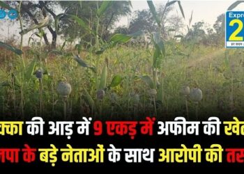 मक्का की आड़ में 9 एकड़ में अफीम की खेती, भाजपा के बड़े नेताओं के साथ आरोपी की तस्वीरें