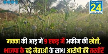 मक्का की आड़ में 9 एकड़ में अफीम की खेती, भाजपा के बड़े नेताओं के साथ आरोपी की तस्वीरें